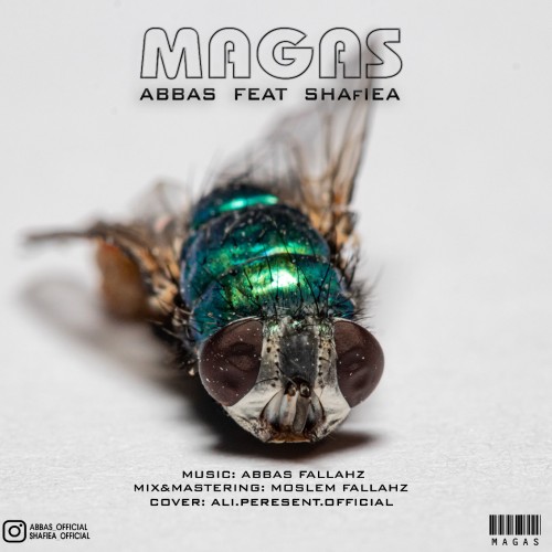 عباس و شفیع مگس