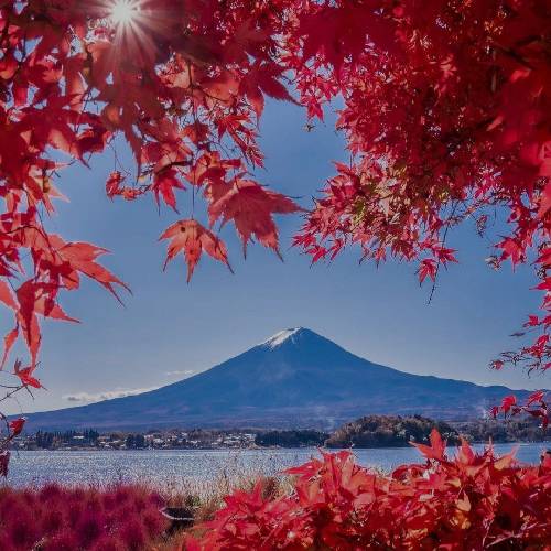  کاش در حد قفس صحبت پرواز نبود جوجه ها کاش زپرواز نمیترسیدند