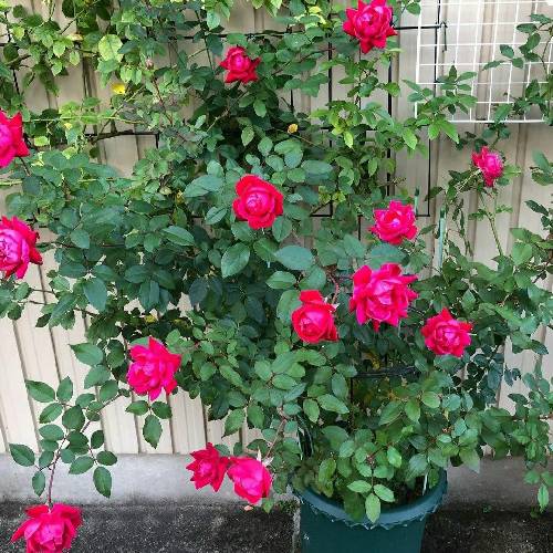 مثلا عاشق بوم دل تیسه هاکنه تپش یارا مثلا عاشق بوی بهم برسیم آخرش یارا