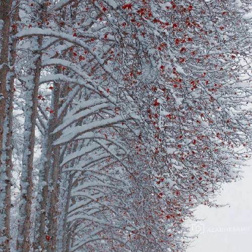  روسری تو مشکیه مینا میمیرم برات خونه شما عروسیه مینا میمیرم برات