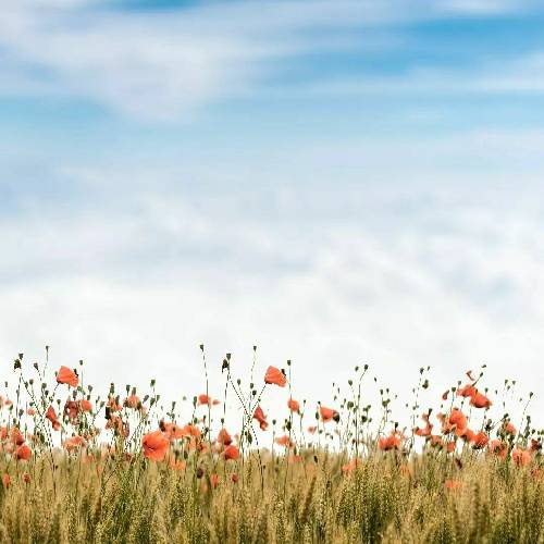  ناکام در این زندگی کام دویدم هرچی که دویدم به مقصد نرسیدم از عشف بجز مزه‌ی تلخش نچشیدم