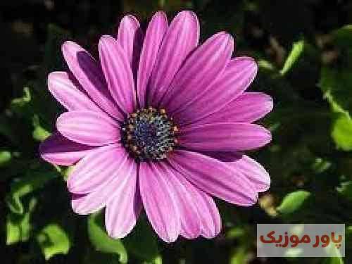 جعفر محرم پور عاشقم‌ من‌ سنه نازلی نگاریم‌ دلبر