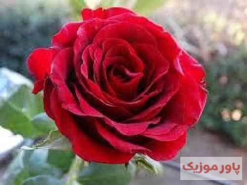 رضا سگوند عشق یعنی