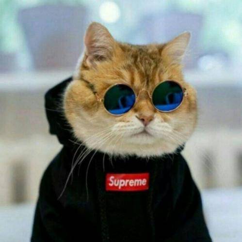 عارف شاداب غمی بسیار و جانانه دارم