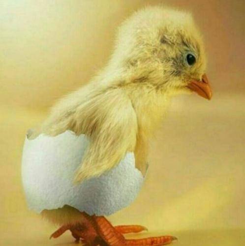 سیروس شعبان سرکشیم ده حونه شو