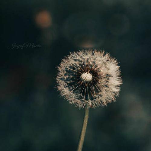 دلا شدن شبی قفلا دونههای برف شبی قرصا