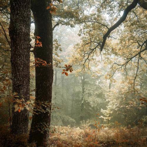 جواد عباسی اگه عاشق بومه