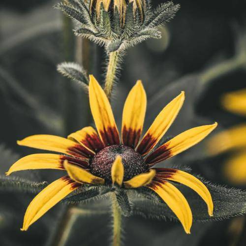 خسرو حسین زاده دل بی قراره