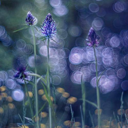 انگار یزید زنده شده هیئت دیده