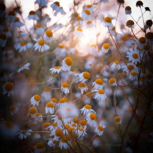 کریم حکم آبادی خیال هر شبم عاشقتم من مجنون تو منم