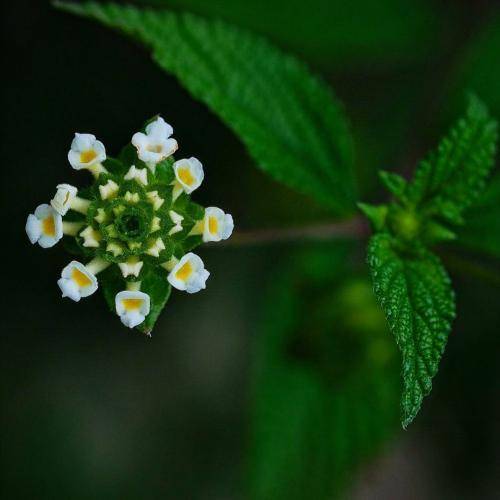 ناتالیا دەسمالی