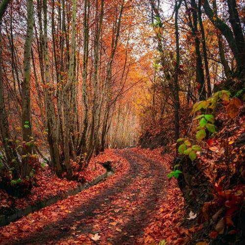 امید متواری خاله کیجا