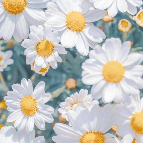 رامین مهری دلبرا