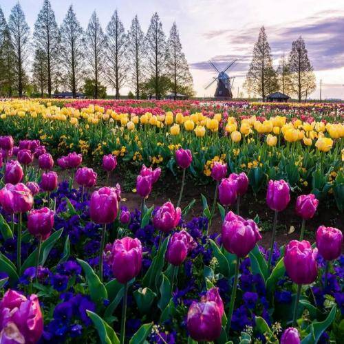 صالح احمد تقطیع هبوط اضطرای مع