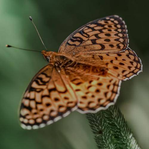 مصطفی یوسفی رفیق