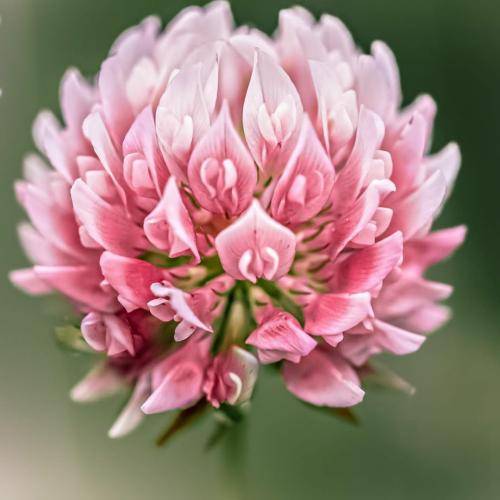 حمید قویدل کجایی فکرت نمیره یادم همدم دردام