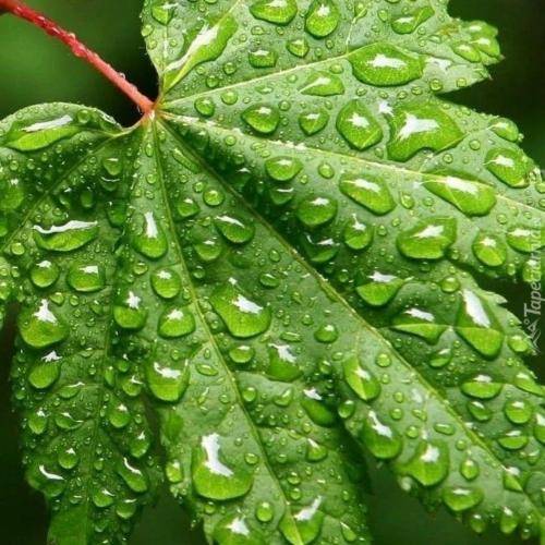 موسی الرضا هاتفی مگه احساس نداری توی قلبت چرا رفتی