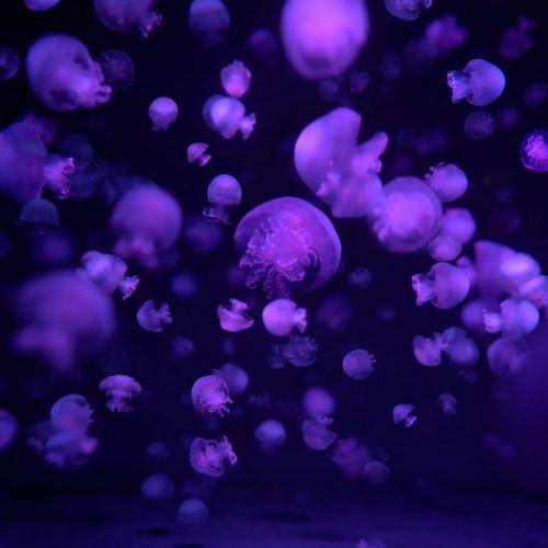 یاسر رویانی دنیا چیه تره