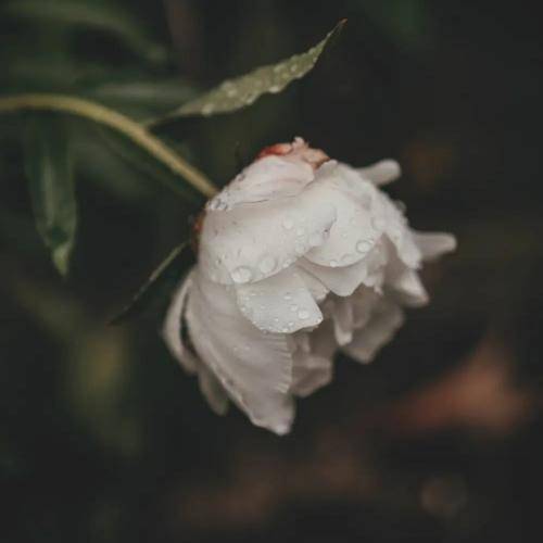 هادی رحیمی امشب چه زیبا بود زیبا نگار من