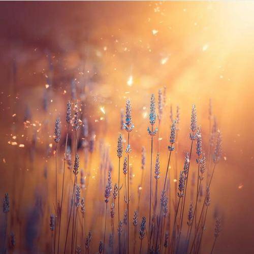 علی حمیدی نیسان سوار