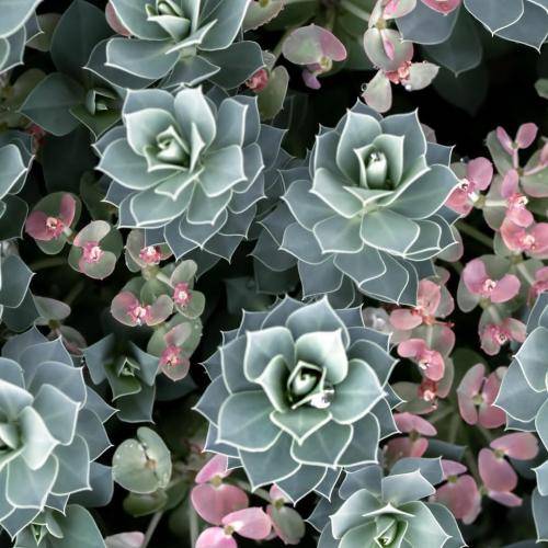  گمونم تب دارم تب عشقه میدونم