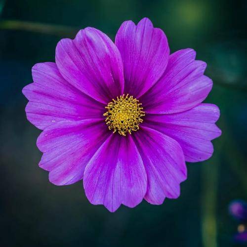 علی شهرآبادی دختری دارمه که به دنیا ندمه