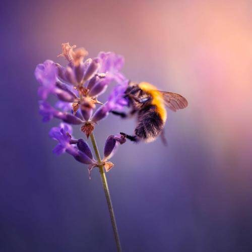 امید مهدیزاده ووره ووره یاره