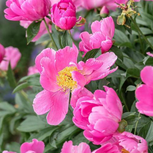  شکوندی هرچی بود بد یا خوب لخته خون