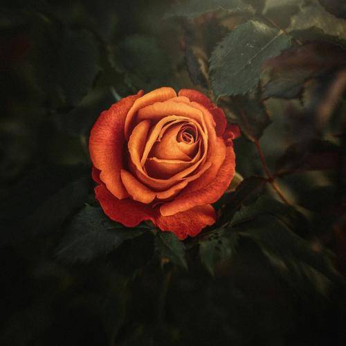 حسین جوان شیرین فرهاد