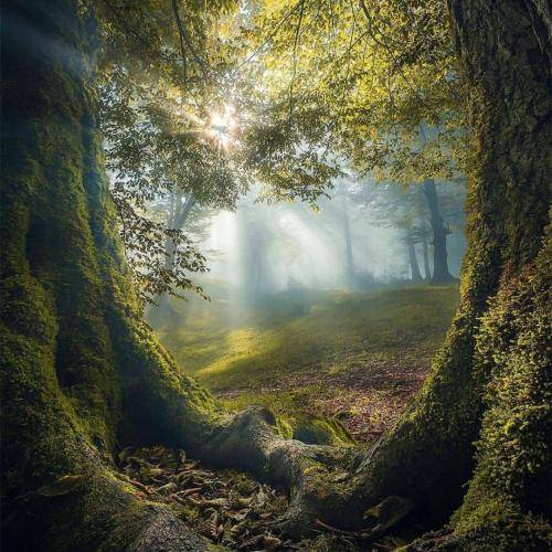 یه گرگ زخمیم که تو حلق شیر دست میکنم