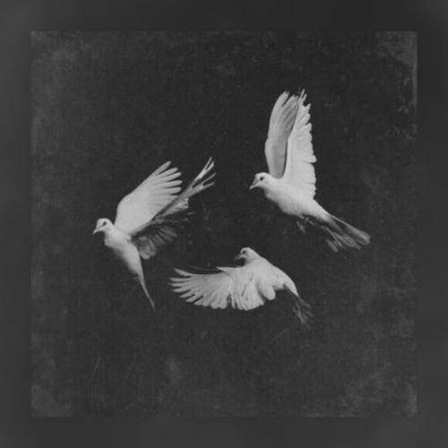 امو ریمیکس پرواز