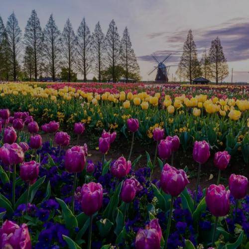 مجید آقامولایی مینا