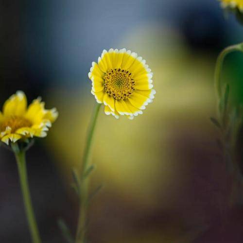 علی شهرآبادی دنیا ندمه