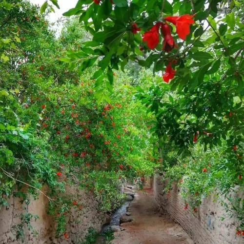 کاکا عزیز ایمیرم روزی نبینم گلمه سلامتی عشقوم