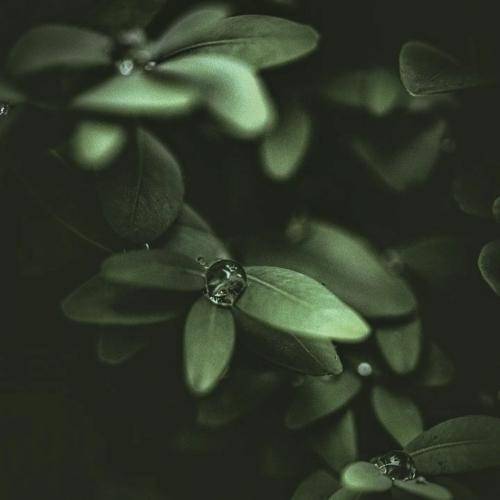 دیجی سای کلمبیا 6