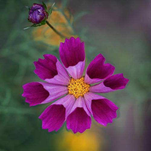 بانه شیروان دلی شکاو