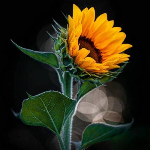 مهیار خلیل زاده شیرین و فرهاد