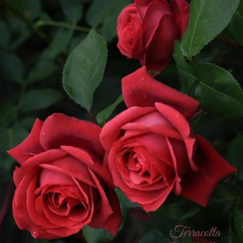 با صدای زن نترم ترکت کنوم دیندات بسوسوم زم نخا طاقت نیاروم