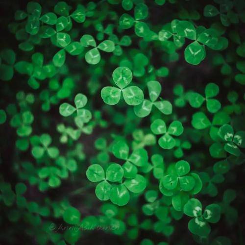 مرتضی جعفرزاده خاده شاهد و دل ساته تنگه