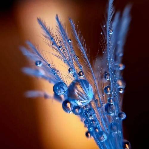 ریم السواس انشالله تموت