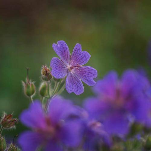 ریم السواس کنت مبطل مشاکل