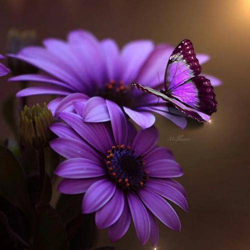 فرشته ارغوانی مار (مادر)