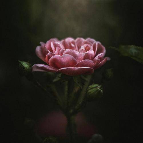 ریم السواس کسر عضم