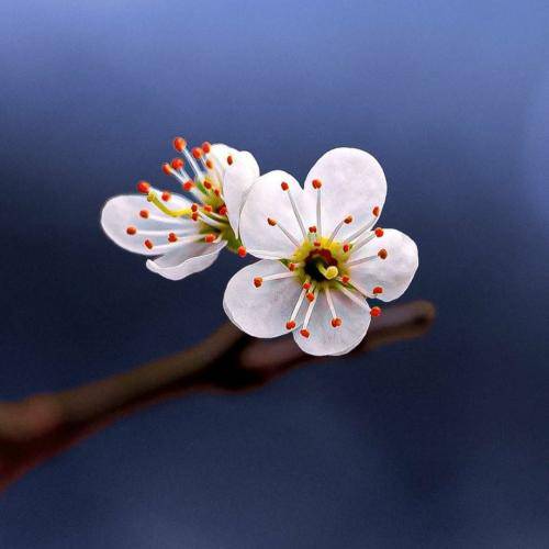 ریم السواس تدري موت احبك