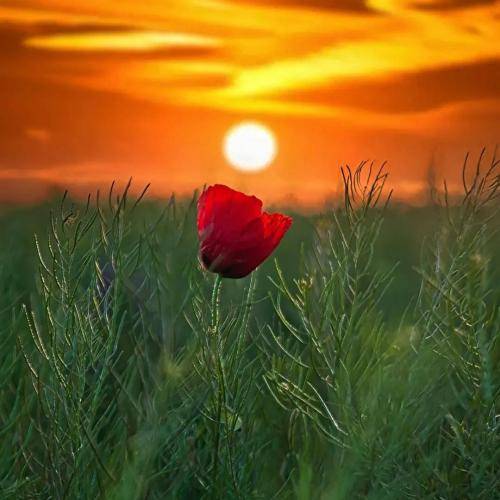 ریم السواس مصدق حالو