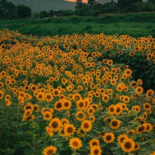 ریم السواس شو یعني جمالا