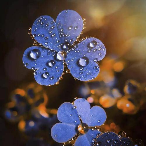 ریم السواس ارجعلك صعبة صعبة