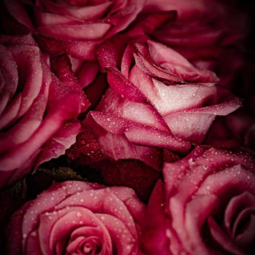 ریم السواس کون نصیر انا ویاك