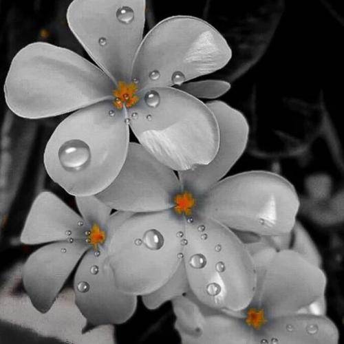 ریم السواس شیخ و ابن عشیرة