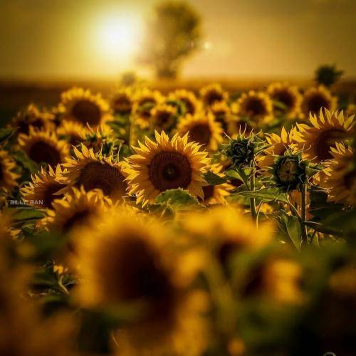 ریم السواس انت السند بالشداید